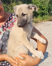 FLYLUNA, Hund, Mischlingshund in Kroatien - Bild 18