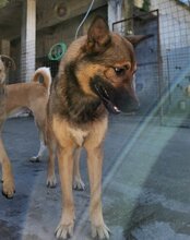 CHIARA, Hund, Mischlingshund in Kroatien - Bild 3