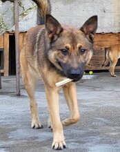 CHIARA, Hund, Mischlingshund in Kroatien - Bild 4