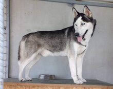 MAX, Hund, Siberian Husky in Kroatien - Bild 1