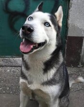 MAX, Hund, Siberian Husky in Kroatien - Bild 2