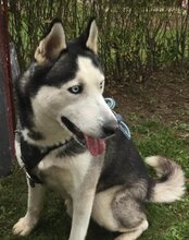 MAX, Hund, Siberian Husky in Kroatien - Bild 3