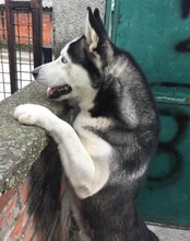 MAX, Hund, Siberian Husky in Kroatien - Bild 4