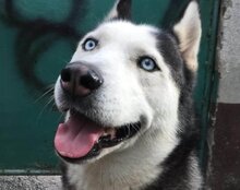 MAX, Hund, Siberian Husky in Kroatien - Bild 5