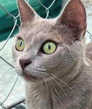 TESS, Katze, Russisch Blau in Spanien - Bild 3