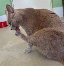 TESS, Katze, Russisch Blau in Spanien - Bild 5