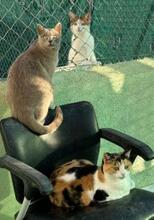 TESS, Katze, Russisch Blau in Spanien - Bild 7