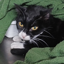 BLACKY, Katze, Europäisch Kurzhaar in Spanien - Bild 2