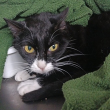 BLACKY, Katze, Europäisch Kurzhaar in Spanien - Bild 3