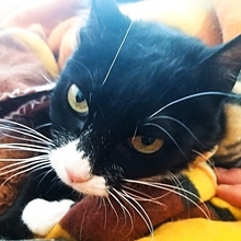 BLACKY, Katze, Europäisch Kurzhaar in Spanien - Bild 4