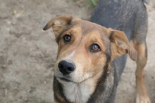 FERNANDO, Hund, Mischlingshund in Rumänien - Bild 1