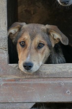 FERNANDO, Hund, Mischlingshund in Rumänien - Bild 3