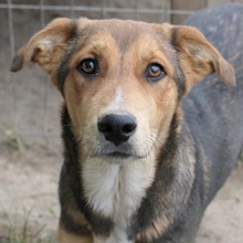 FERNANDO, Hund, Mischlingshund in Rumänien - Bild 4