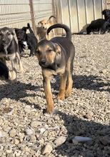 EMELIE, Hund, Mischlingshund in Rumänien - Bild 2