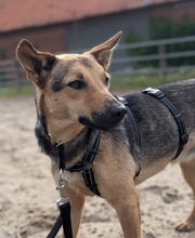 EMELIE, Hund, Mischlingshund in Altenmedingen