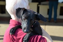 FRANKA, Hund, Mischlingshund in Ungarn - Bild 1