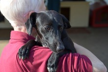 FRANKA, Hund, Mischlingshund in Ungarn - Bild 2