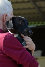 FRANKA, Hund, Mischlingshund in Ungarn - Bild 4