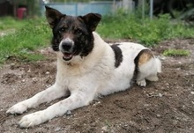 BETTY, Hund, Herdenschutzhund-Deutscher Schäferhund-Mix in Griechenland - Bild 1