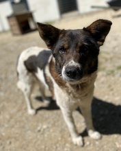 BETTY, Hund, Herdenschutzhund-Deutscher Schäferhund-Mix in Griechenland - Bild 2