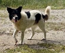 BETTY, Hund, Herdenschutzhund-Deutscher Schäferhund-Mix in Griechenland - Bild 3