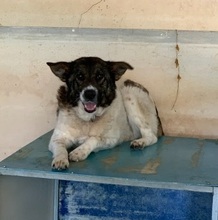 BETTY, Hund, Herdenschutzhund-Deutscher Schäferhund-Mix in Griechenland - Bild 4