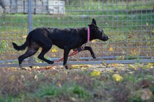 FRANCI, Hund, Mischlingshund in Ungarn - Bild 10