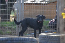 FEBE, Hund, Mischlingshund in Oberdürenbach - Bild 1