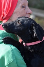 FEBE, Hund, Mischlingshund in Oberdürenbach - Bild 2