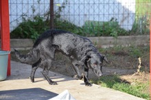 FEBE, Hund, Mischlingshund in Oberdürenbach - Bild 4