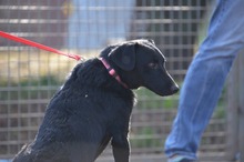 FEBE, Hund, Mischlingshund in Oberdürenbach - Bild 5