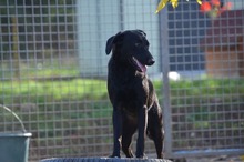 FANI, Hund, Mischlingshund in Ungarn - Bild 2