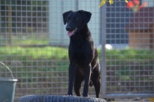 FANI, Hund, Mischlingshund in Ungarn - Bild 3