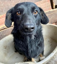 NICOLETTA, Hund, Mischlingshund in Rumänien - Bild 10