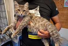 LELLO, Katze, Norwegische Waldkatze in Italien - Bild 3