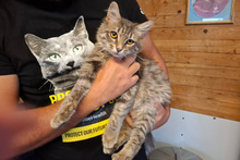 LELLO, Katze, Norwegische Waldkatze in Italien - Bild 5