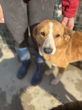 TISHKO, Hund, Mischlingshund in Bulgarien - Bild 1