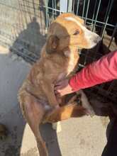 TISHKO, Hund, Mischlingshund in Bulgarien - Bild 2