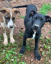 MARS, Hund, Mischlingshund in Spanien - Bild 2