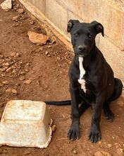 MARS, Hund, Mischlingshund in Spanien - Bild 4