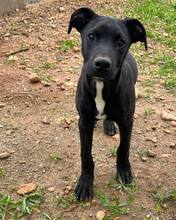 MARS, Hund, Mischlingshund in Spanien - Bild 5