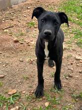 MARS, Hund, Mischlingshund in Spanien - Bild 6