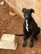 MARS, Hund, Mischlingshund in Spanien - Bild 7