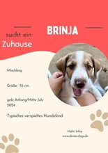 BRINJA, Hund, Mischlingshund in Willich