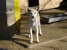 IDELE, Hund, Mischlingshund in Bulgarien - Bild 2