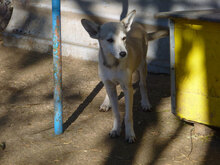 IDELE, Hund, Mischlingshund in Bulgarien - Bild 5