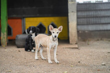 IDELE, Hund, Mischlingshund in Bulgarien - Bild 6