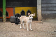 IDELE, Hund, Mischlingshund in Bulgarien - Bild 7