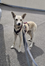 IDELE, Hund, Mischlingshund in Reutlingen