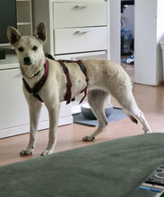 IDELE, Hund, Mischlingshund in Reutlingen - Bild 2